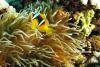 Superbe poisson clown par Pierre